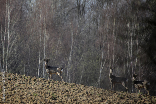 Fototapeta Naklejka Na Ścianę i Meble -  Sarny