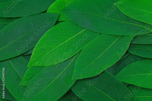 The leaves are green on a white background. creative layout made at phuket Thailand