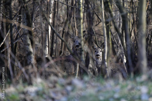 Fototapeta Naklejka Na Ścianę i Meble -  Sarny