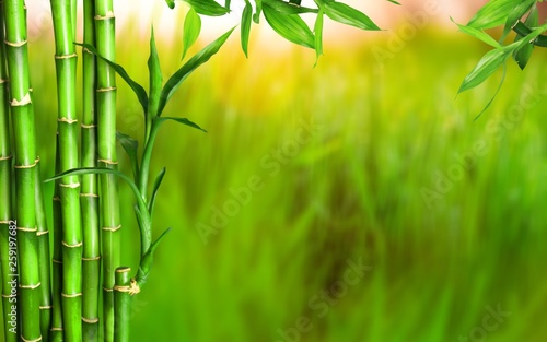 Fototapeta Naklejka Na Ścianę i Meble -  Many bamboo stalks  on background