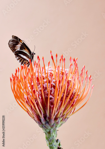 Close up of butterfly pollinating flower against beige background