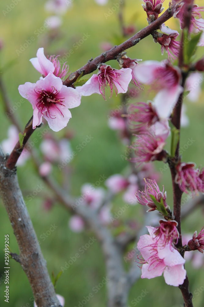 Obraz premium Fiori di pesco