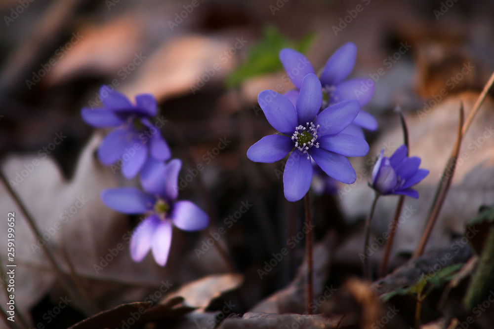 Hepatica small wild flower in forest. Liverwort blooming in early spring. Hepatica small wild flower in forest. Liverwort blooming in early spring.