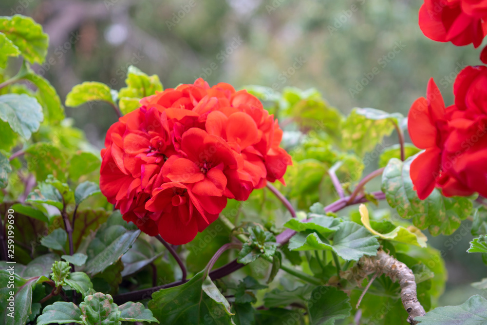 geranium red color in spring