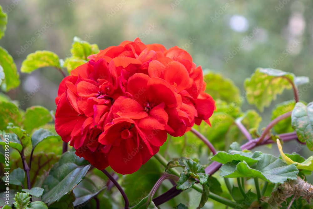 red flowers in spring red flowers in spring