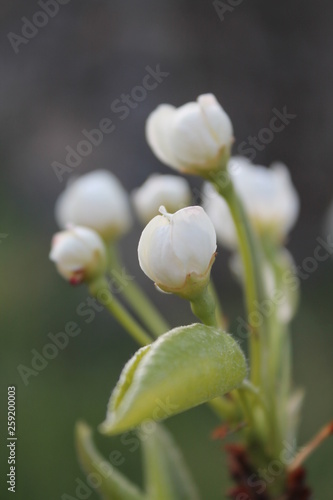 Fiori di pero