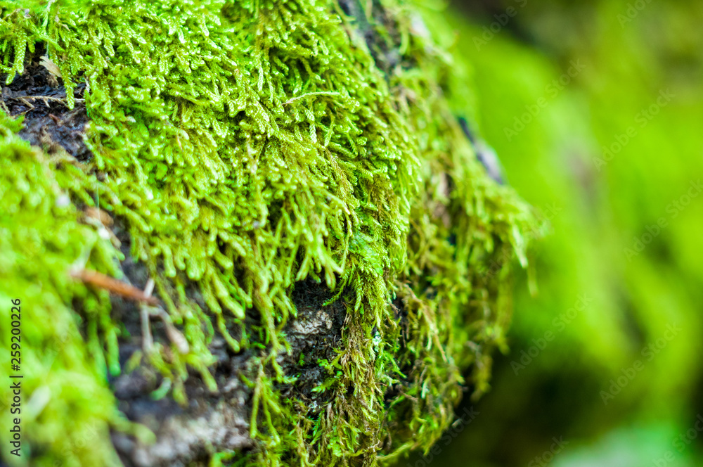 Long green moss covering cracked rocks and tree roots in the forest, selective focus Long green moss covering cracked rocks and tree roots in the forest, selective focus