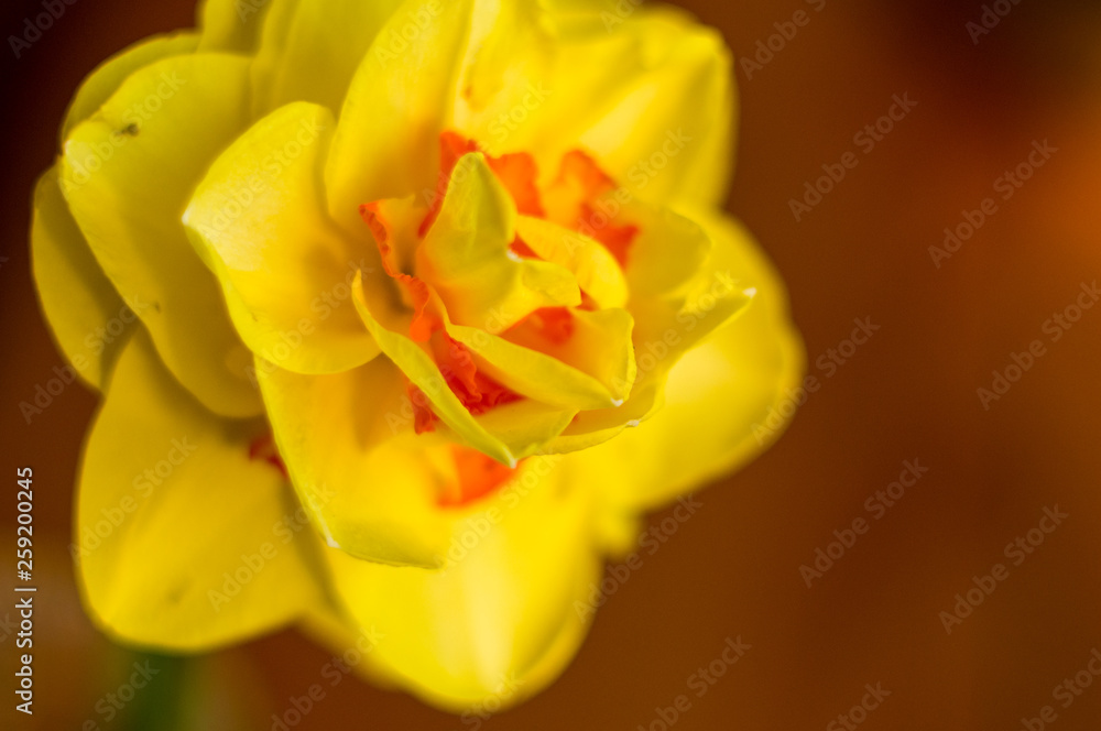 Amazing yellow huge bright daffodils in sunlight Amazing yellow huge bright daffodils in sunlight