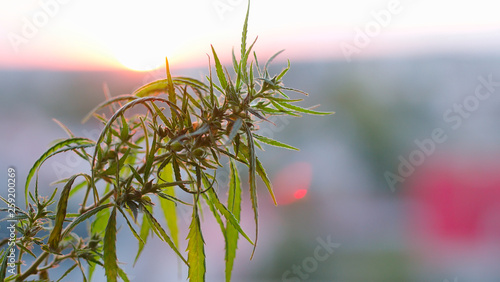 Marijuana field during sunset. Medical antispasmodic cannabis. Hemp industrial plantation in sunlight photo