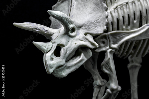 Triceratops Dinosaur skeleton model