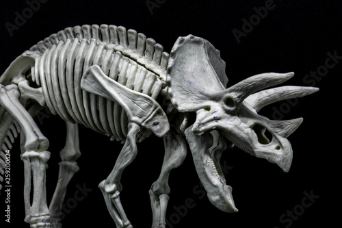 Triceratops Dinosaur skeleton model