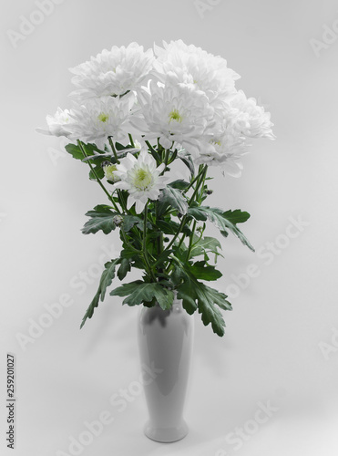 white chrysanthemums in a vase on a white background