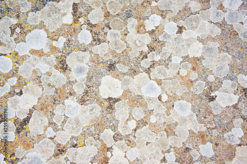 Lichens and musk on stone background