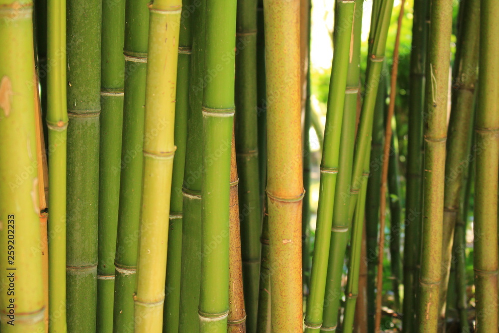 Bamboo forest in the botanical garden of Flaugergues castle near Montpellier, Occitanie region, southern France Bamboo forest in the botanical garden of Flaugergues castle near Montpellier, Occitanie region, southern France