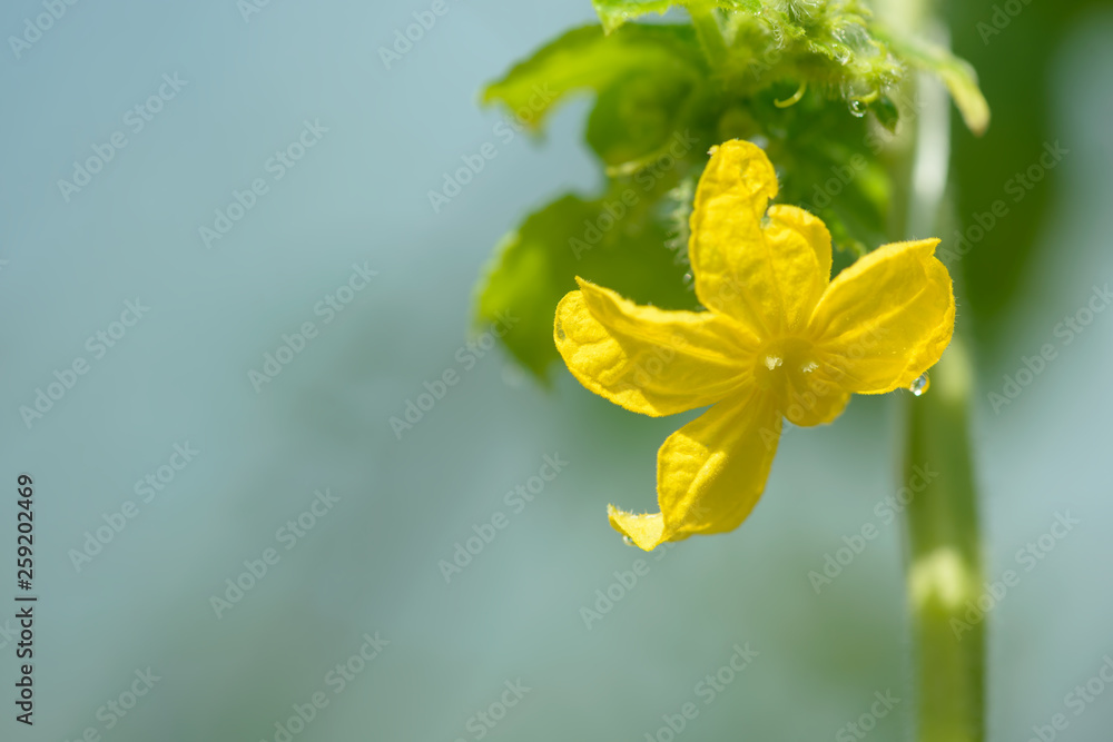 Obraz premium Young cucumber growing in the greenhouse. Yellow cucumber flower. Growing vegetables.