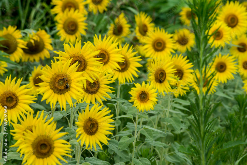 Sunflowers blooming in a sunny field of flowers. Sunflowers blooming in a sunny field of flowers.