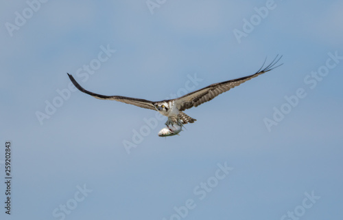 osprey with fish in florida