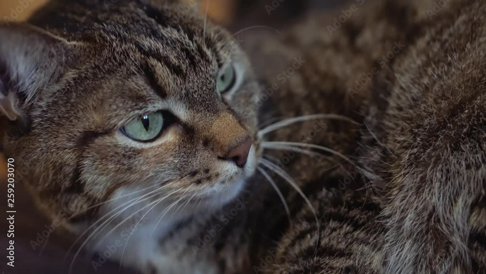 ordinary cat with green eyes ordinary cat with green eyes