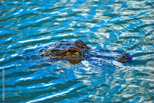 American Alligator Stalking in the Water