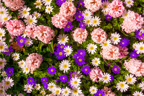 Beautiful flowers as background