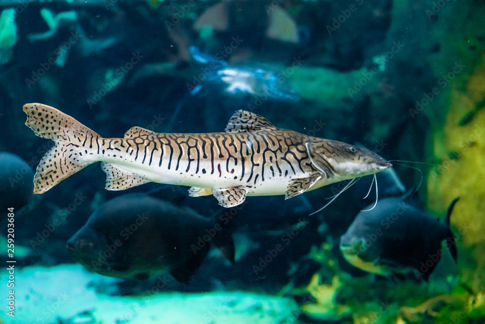 catfish in the aquarium catfish in the aquarium