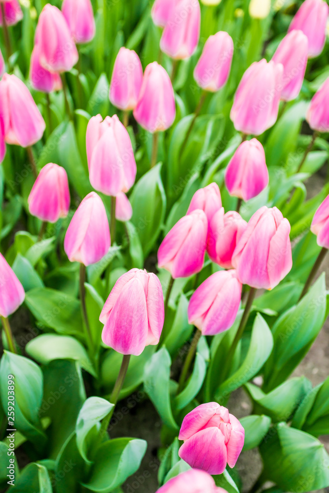 Obraz premium colorful tulips flowering on background