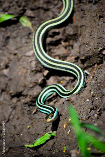 Gulf Coast Ribbon Snake