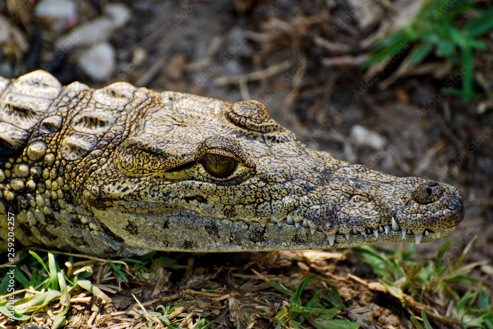 Fototapeta premium Juvenile American Crocodile Close-up