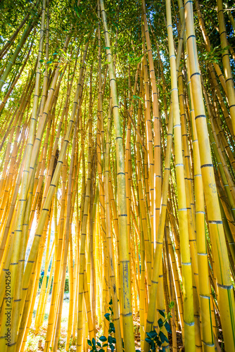 Fototapeta Naklejka Na Ścianę i Meble -  Bamboo forest.  nature background