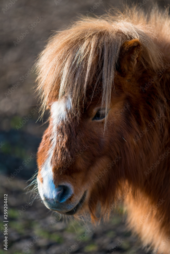 Fototapeta premium Portrait of a pony