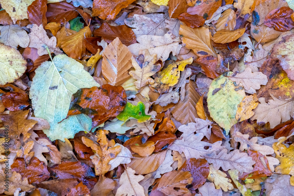 Herbstblätter mit Morgentau Herbstblätter mit Morgentau