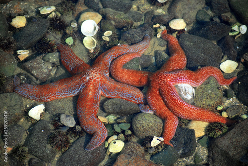 Red Starfish Resting on Pebble Sea Floor