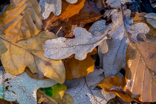 Herbstblätter mit Morgentau photo