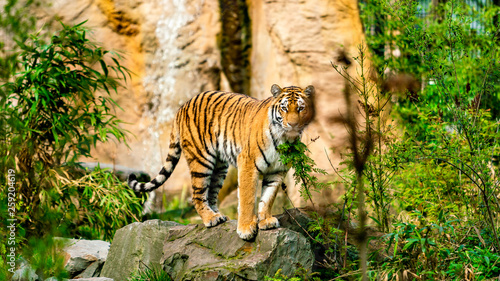 Tiger in the nature