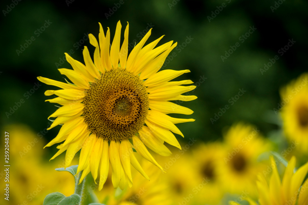 Sunflowers blooming in a sunny field of flowers. Sunflowers blooming in a sunny field of flowers.