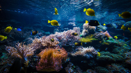 Gordijnen Koraalriffen Onderwaterlandschap met kleurige rifvissen  © EwaStudio