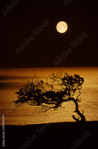 View of hawthorn tree against sea during night photo