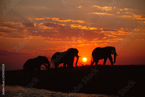 Silhouette of African elephants walking during sunset photo