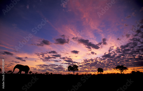 Silhouetted African elephant against cloudy sky