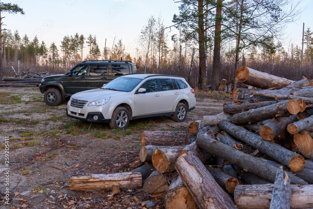 SUVs in a forest glade near the sawn trees SUVs in a forest glade near the sawn trees