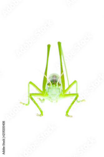 Great green bush cricket against white background photo