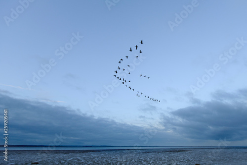 Flock of dark bellied brent geese flying against cloudy sky