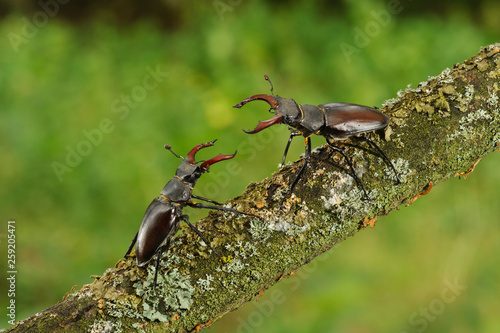Stag beetle on tree branch photo