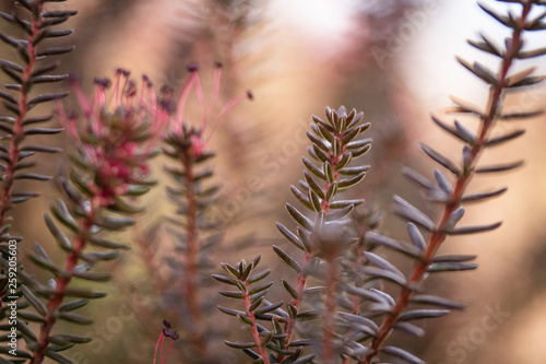 closeup of cactus