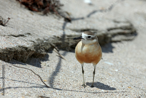 Dotterel Maoriregenpfeifer Neuseeland photo