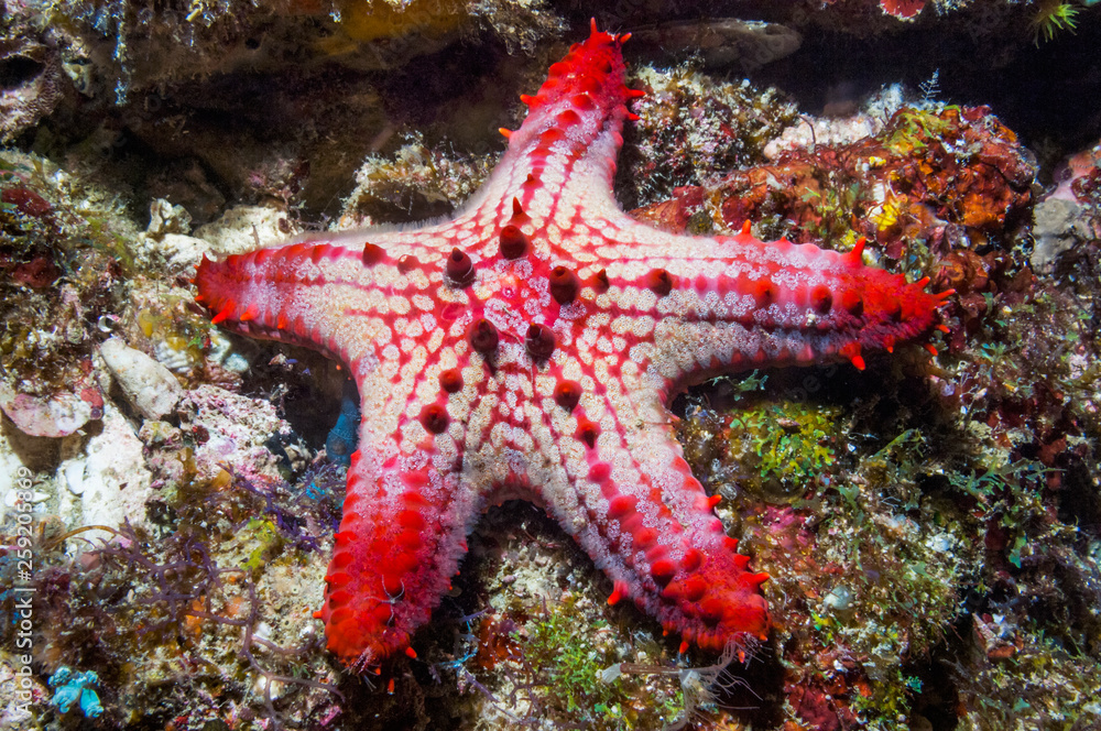 Red and white honeycomb starfish in sea Red and white honeycomb starfish in sea