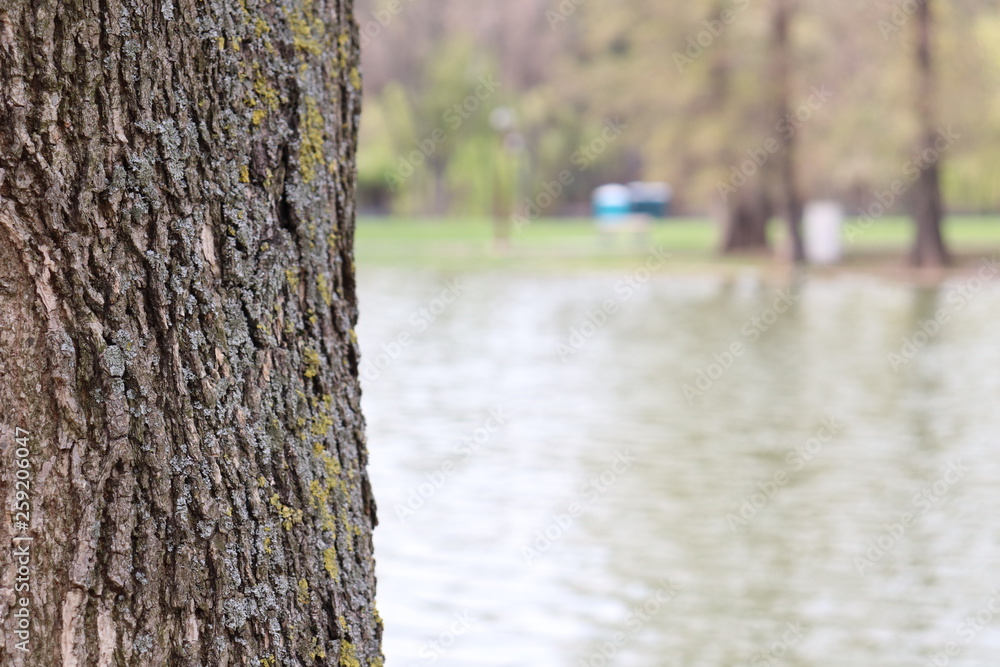 Fototapeta premium tree