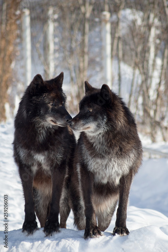 Two black canadian wolves are standing on white snow in the winter park. Canis lupus pambasileus.