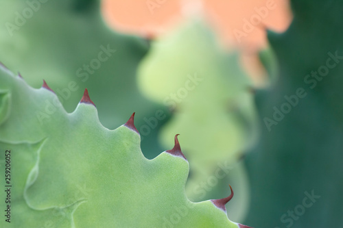 Close up of agave potatorum plant leaf photo