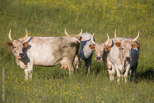 Chillingham cattle standing in grassy field photo